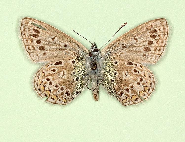 Polyommatus icarus male (aberrant form discreta) (Internet Image property of respective owner, non-commercial use only)